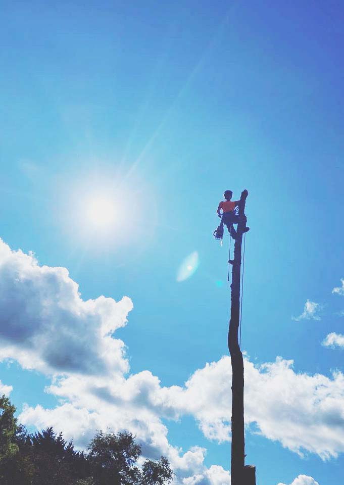 Branch Manager Tree Surgeons